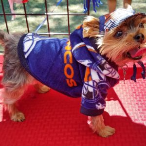 Dog Hat – Denver Broncos Sports Fabric
