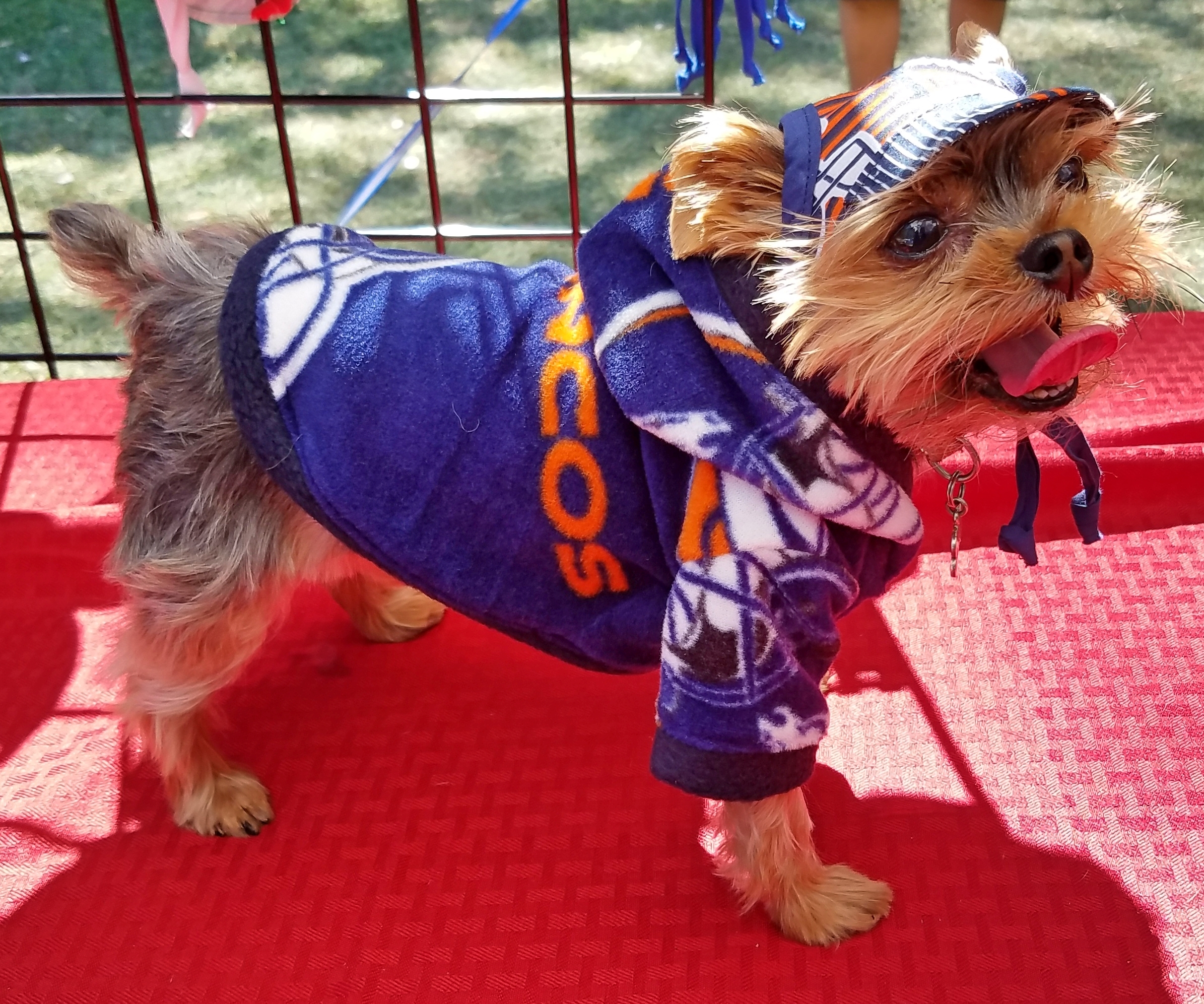 small dog broncos jersey
