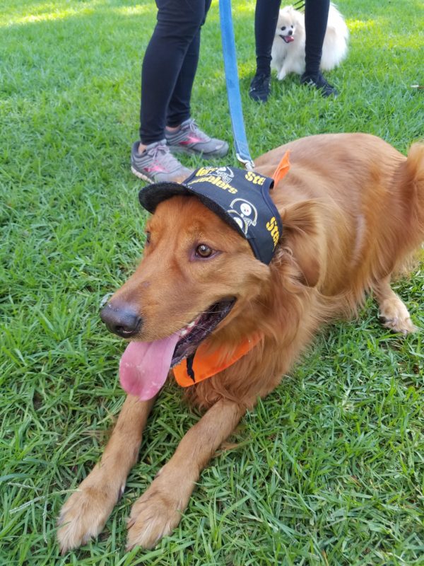 Sporty Dog Hats