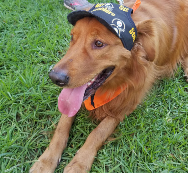 Sports Hat on Lab