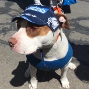Dog Hat – Seahawks Sports Fabric