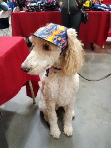XL Dog Hat
