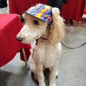 Dog Hat – Black Pirate