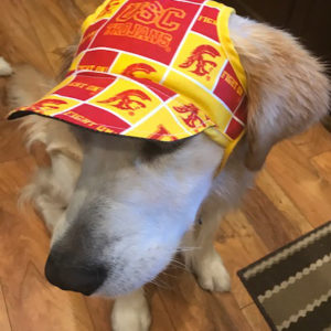 Dog Hat – Knights Sports Fabric